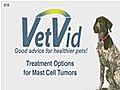 Mast Cell Tumor Treatments For Dogs - Vetvid Episode 019