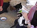 Kitten Loves Broccoli