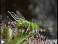 Plante carnivore pas cool : Drosera mangeant un cafard