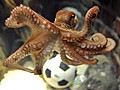 Russian Bookie Offers $ for Clairvoyant Octopus