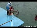 dolphin humping funny video