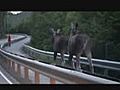 Two Moose Hit The Road