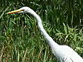 Royalty Free Stock Video HD Footage Large White Egret Feeding Near the Water’s Edge in the Everglades in Florida