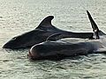 Raw Video: Mass Stranding of Pilot Whales