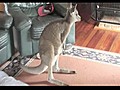 Zoe the pet kangeroo