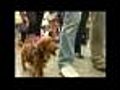 Web Extra: Sausage Dog Parade In Poland