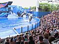 Orca That Killed Trainer Performs Again