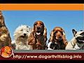 Hip Dysplasia and Dog Arthritis
