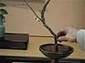 How To Make An Authentic Ikebana