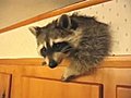 Racoon Tearing Up The House