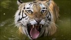 Play Tiger attacks blight Bangladeshi villages