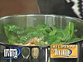 How to make spinach tacos