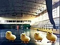 des poussins prés pour la competition