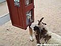 Hard Headed Goat Takes Snack