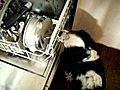 haha the dog does the dirty dishes clean! xdxd