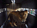 A new lease of life for 25 Bolivian lions