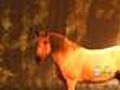 See How Finely The Animals Are Treated At Cavalia