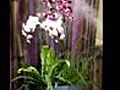 la foret aux orchidees Nice