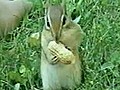 Cheeky Chipmunk