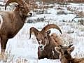 Bighorn Sheep on the Brink