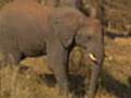 Elephants Slide to Drink