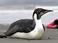 Lost New Zealand penguin taken to zoo for treatment