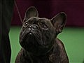 Westminster Kennel Club Dog Show - Best in Show