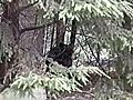 Black Bears Invade Merrimack Back Yards