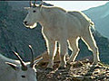 Mountain Goats