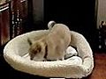 Chihuahua’s Bedtime Ritual