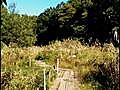 【湿地】北本・北本自然観察公園の湿地（埼玉）