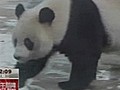 Du gaz tue un panda