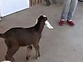 Goat learns how to jump