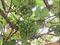 Kamchatka’s geothermal vegetables