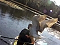 Goose attacks kayaker