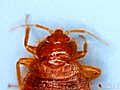 ?What is a Bed Bug??