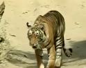 Ranthambore tigers face China threat