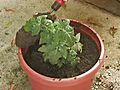 How To Grow Patio Tomatoes