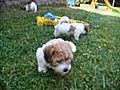 Coton de Tulear Welpen