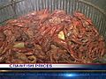 Crawfish Prices Climbing