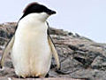 Adelie penguin swimming lesson