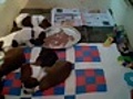 Basset Hound Puppy Cam 07/08/10 03:33PM