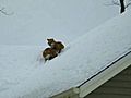 Foxes Roost On Residential Roof