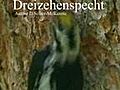 Dreizehenspecht Tiere Animals Natur SelMcKenzie Selzer-McKenzie