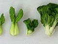 Bok Choy 