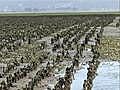 New Oyster Farming