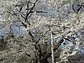 岐阜県「荘川桜」♪