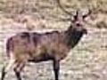 US club offers royalty for Indian deer