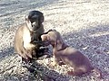 Monkey Plays With Puppy