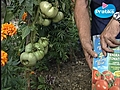 Comment entretenir son plant de tomates ?